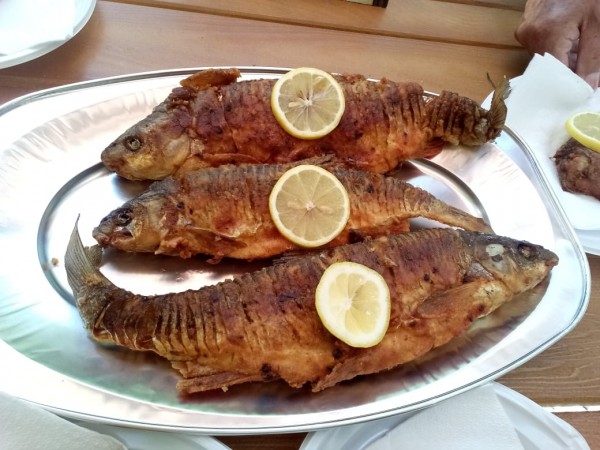 gastro 3