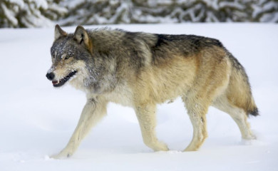 У недјељу хајка на вука у Челебићима