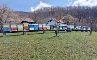 Лоша медоносна година за фочанске пчеларе