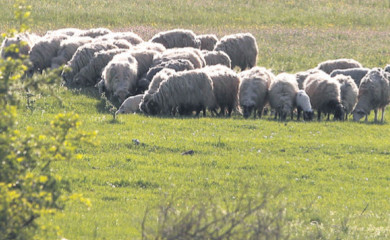 Осумњичен за загађивање сточне хране