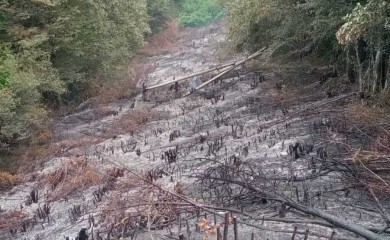 Све већи број пожара- ватрогасци једва стижу да их гасе