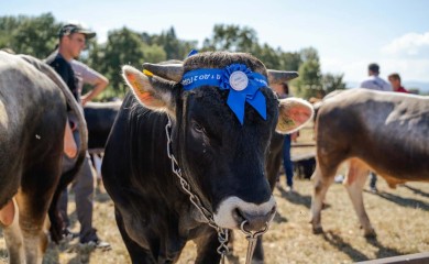 У Гацку награђена најбоља грла говеда, оваца и коња