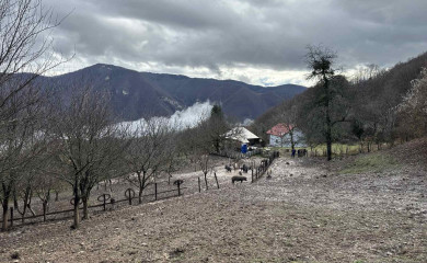 Мангулице Бора Вилотића – прича која оживљава Козаревину