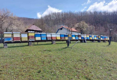 Лоша медоносна година за фочанске пчеларе