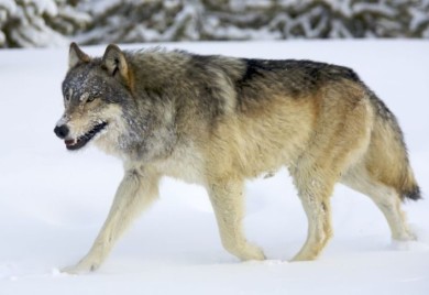 У недјељу хајка на вука