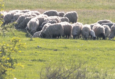 Осумњичен за загађивање сточне хране
