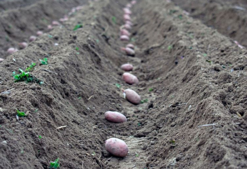 Представљање правилника о подстицајима у пољопривреди