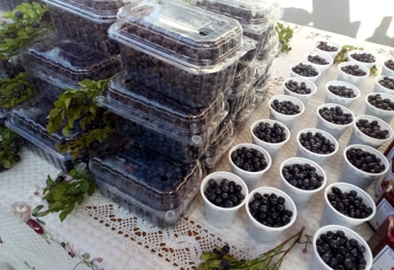 Субота у Фочи у знаку боровнице