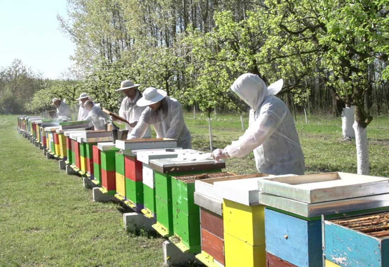 У суботу савјетовање за пчеларе